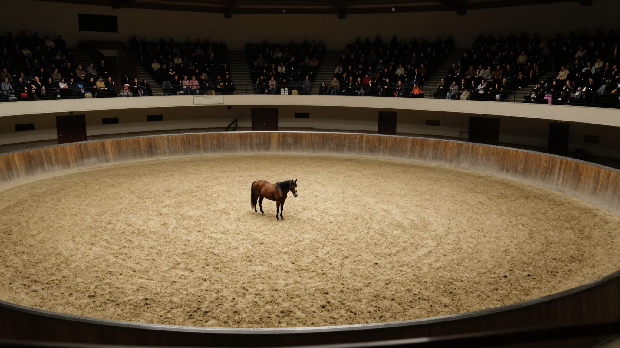 Initiative wirft Reitsport Vertuschung von Gewalt gegen Pferde vor